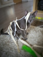 Le chat dans toute sa splendeur