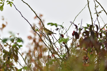 Wood warbler sitting in bushes in autumn colored leaf