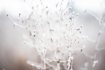 Bush of dry plant covered hoarfrost, soft haze envelops it. Plants in nature. Cooling and coming winter. Morning time