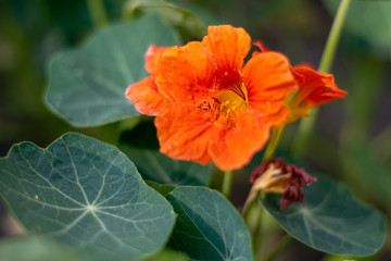 Orange flower close-up 1