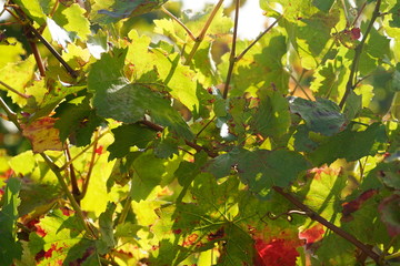 Stimmungsvolle Weinblätter bei Sonnenschein