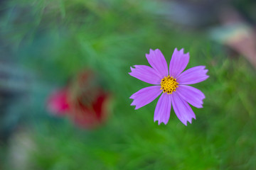 Fototapeta premium Pink cosmea flower closeup 1