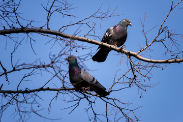 Two pigeons sitting on the tree