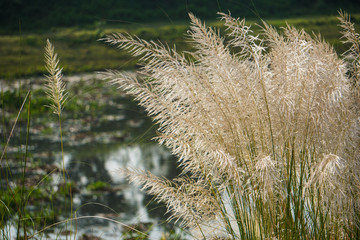 Kashful. Wild sugarcane (Saccharum spontaneum). Kashful is usually found beside the riverside of Bangladesh. It brings a heavenly feeling to us. It is white in color but sometimes it may be in gray.