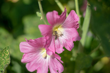 Pink mallow flowers close up 2