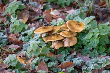 Wald