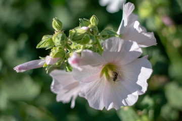 Pink mallow flowers close up 3