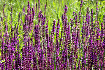 wild sage blooms in the meadow