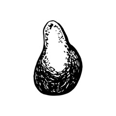 Hand drawn vector avocado on white background. Tropical illustration. Food concept for ecological product and advertising.