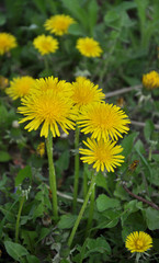 Naklejka premium In spring, dandelion blooms in nature