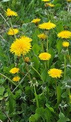 In spring, dandelion blooms in nature