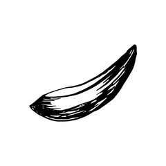 Hand drawn vector avocado on white background. Tropical illustration. Food concept for ecological product and advertising.