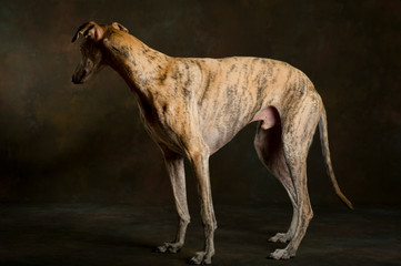A brindle greyhound looking at the wall