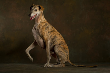 A brindle greyhound sitting on the ground with his leg raised