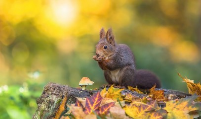 Cute hungry red squirrel sitting on a tree stump covered with colorful leaves and a mushroom feeding on seeds. Autumn day in a forest with backlight. Blurry yellow, green and brown background.