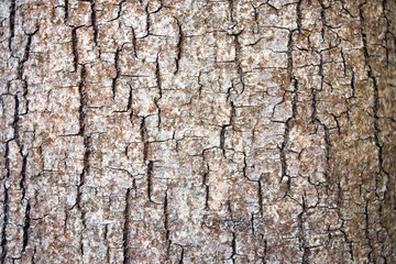Brown tree bark