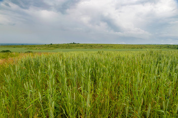 Field of wheat