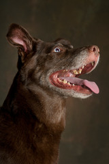 Portrait of a brown dog with his mouth open