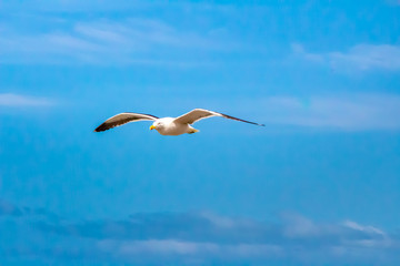 seagull in flight