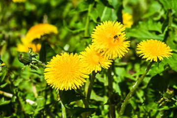 Yellow dandelions.