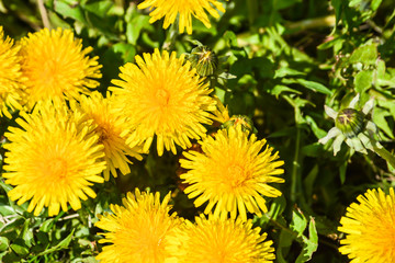 Yellow dandelions.
