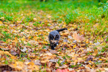 a small kitten on the path with leaves. kitten on a walk in autumn. pet.