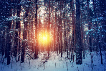 Landscape with winter forest and bright sunbeams. Sunrise, sunset in beautiful snowy forest.