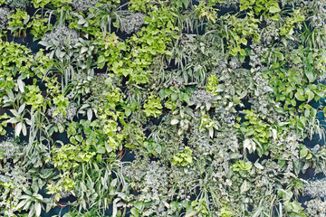 Various house plants hanging on the wall as background or texture