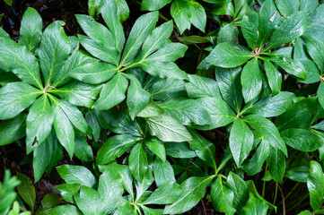 Green leaves on dark background