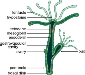 Structure of Hydra. Cross-section of Hydra Polyp. Educational material for lesson of zoology