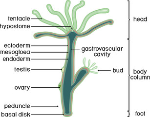 Structure of Hydra. Cross-section of Hydra Polyp. Educational material for lesson of zoology