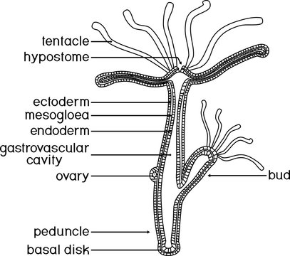 Coloring page. Structure of Hydra. Cross-section of Hydra Polyp. Educational material for lesson of zoology