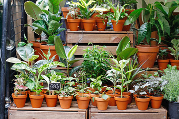House plants standing on wooden boxes at the market