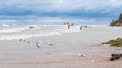 A group of ring-billed gulls fly over the coast of Lake Michigan