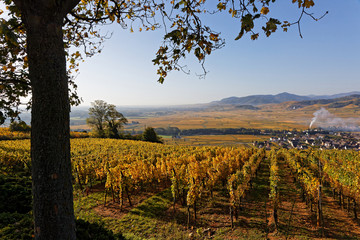 Vineyards on the slopes of Sigolsheim over the valley of Alsace