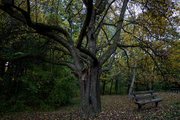 Fototapeta na wymiar A bench at a resting place in the forest