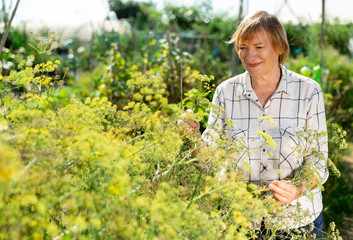 Senior woman is picking dill in the garden