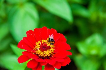 Bumblebee on the red flower