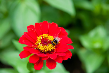 Bumblebee on the red flower
