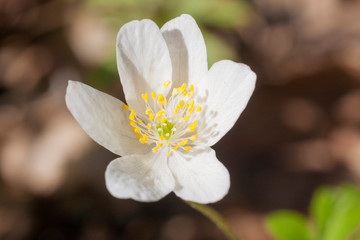 wood anemone blooming in spring