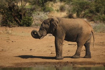 The young African elephant (Loxodonta africana) drinking from the waterhole.  Sand and green trees in background. Trunk up. 