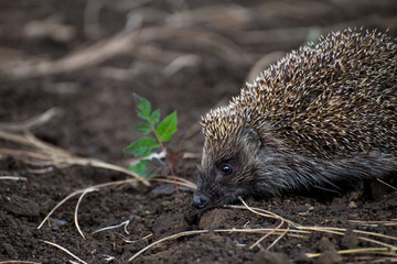 Hedgehog in nature