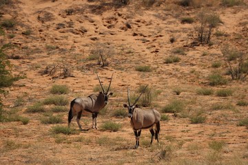 Two gemsboks or gemsbucks (Oryx gazella) calmly standing on the sand in Kalahari desert. Dry sand and dry grass around.