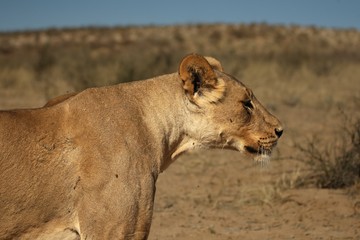 Fototapeta na wymiar The big lioness (Panthera leo) staying in Kalahari desert. Golden dry sand and blue sky in background.