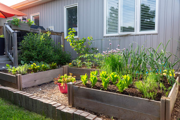 This small urban backyard edible garden contains raised planting beds for growing vegetables and herbs throughout the summer.  Brick edging is used to keep grass out, and mulch helps keep weeds down. - obrazy, fototapety, plakaty