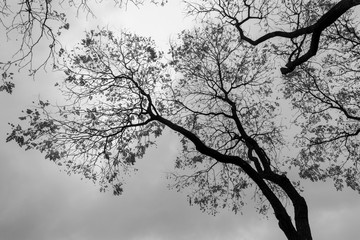 Black and white treetop silhouette