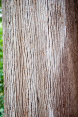 Wood texture on the tree trunk