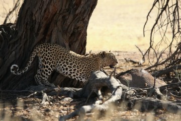 The African leopard Panthera pardus eating the death wildebeest under the tree. Leopard i Kalahari desert with catch. Brown background.