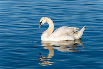 Swan floats on the river