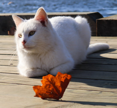 funny cat at ophthalmologist appointmet squinting close up portrait